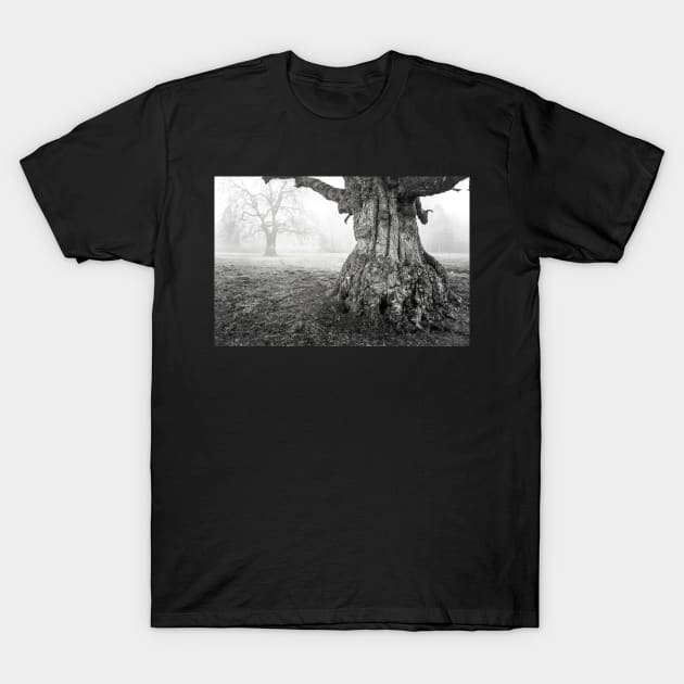 Old Oak Tree Trunk In Fog T-Shirt by heidiannemorris